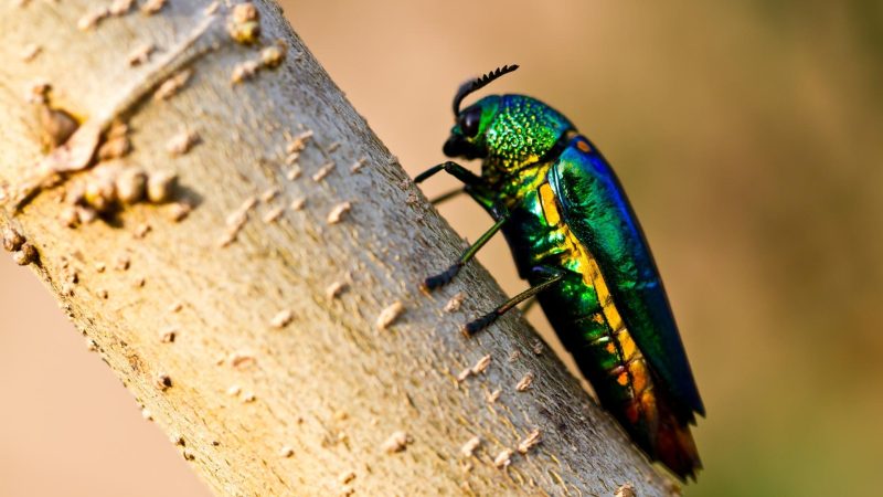 Wood-boring Beetle