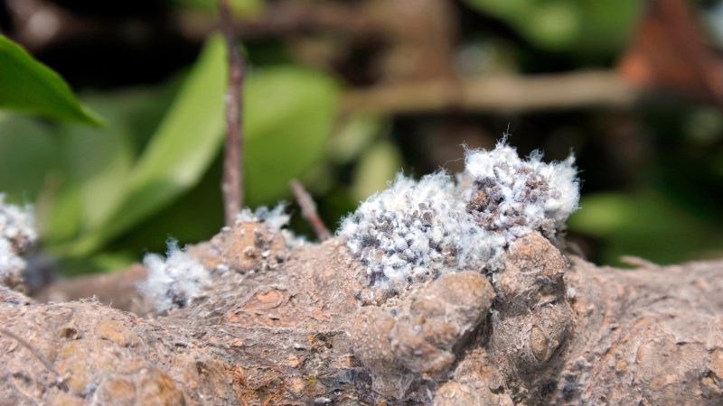 Woolly Aphids