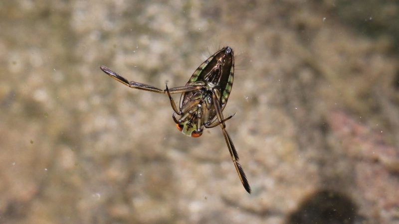 1. Backswimmer