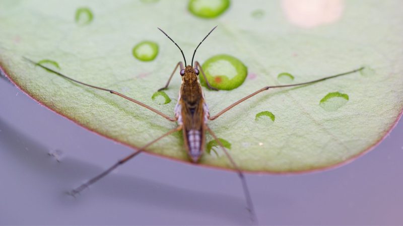 1. Water Striders 