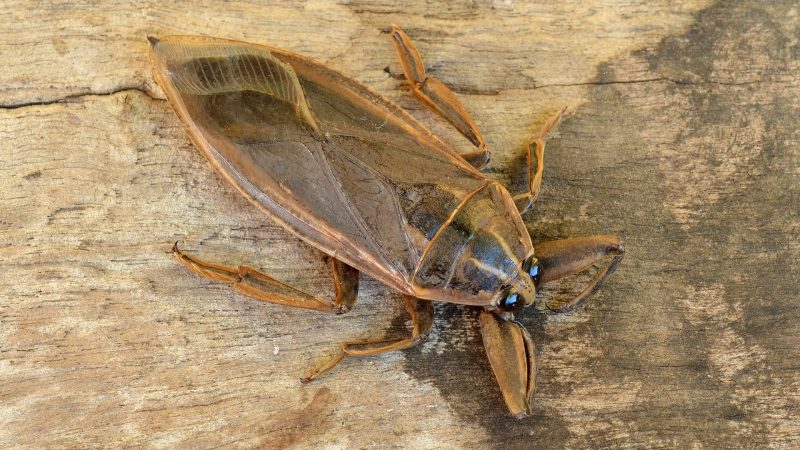 2. Giant Water Bug