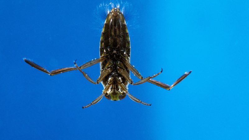 2. Water Boatman