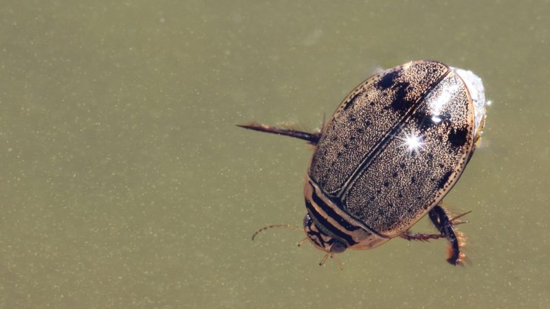 3. Predaceous Diving Beetle