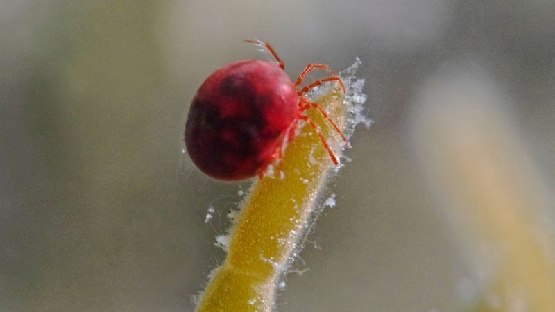 3. Water Mites