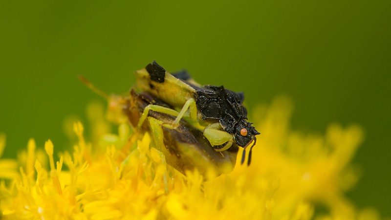 Ambush Bugs