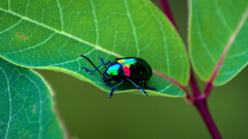 Dogbane Leaf Beetles