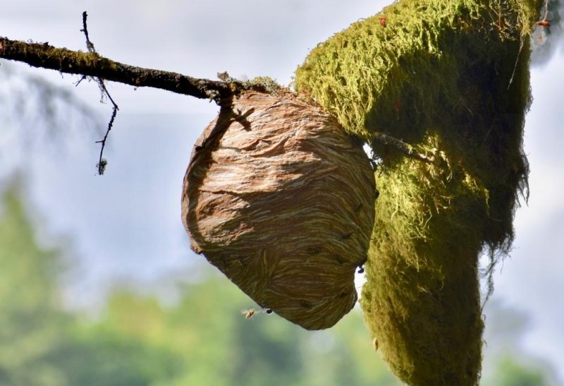 Hornet Nest vs Wasp Nest