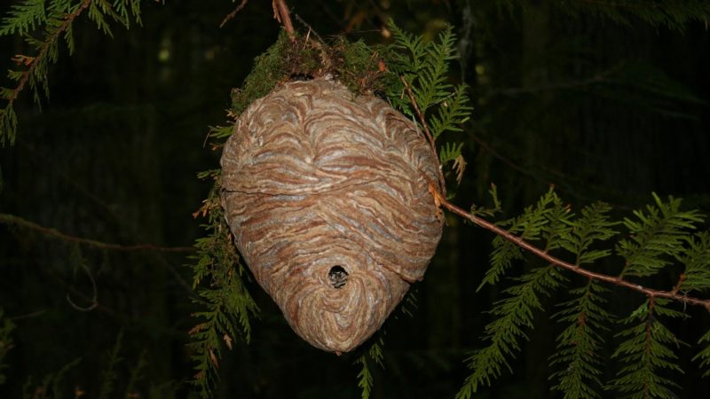 How to Get Rid of Hornet Nests Without Getting Stung