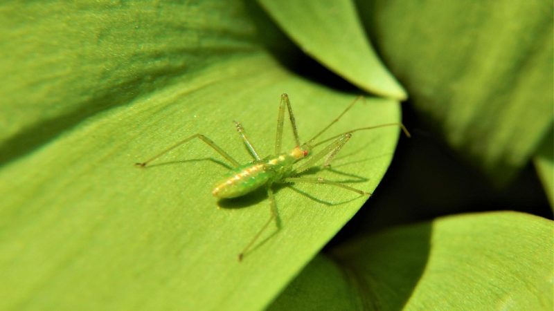 Pale Green Assassin Bugs