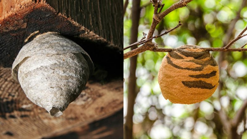 Paper Wasp Nest vs. Hornet Nest
