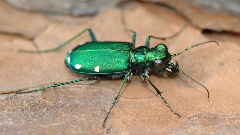 Six-spotted Green Tiger Beetles