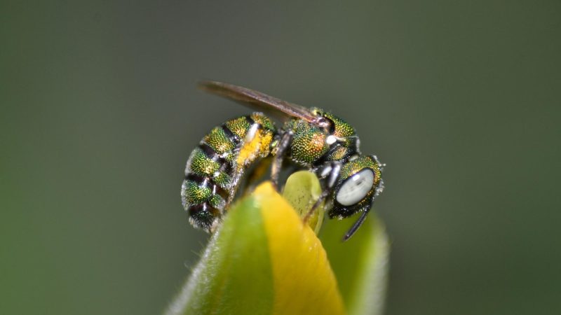 Sweat Bees