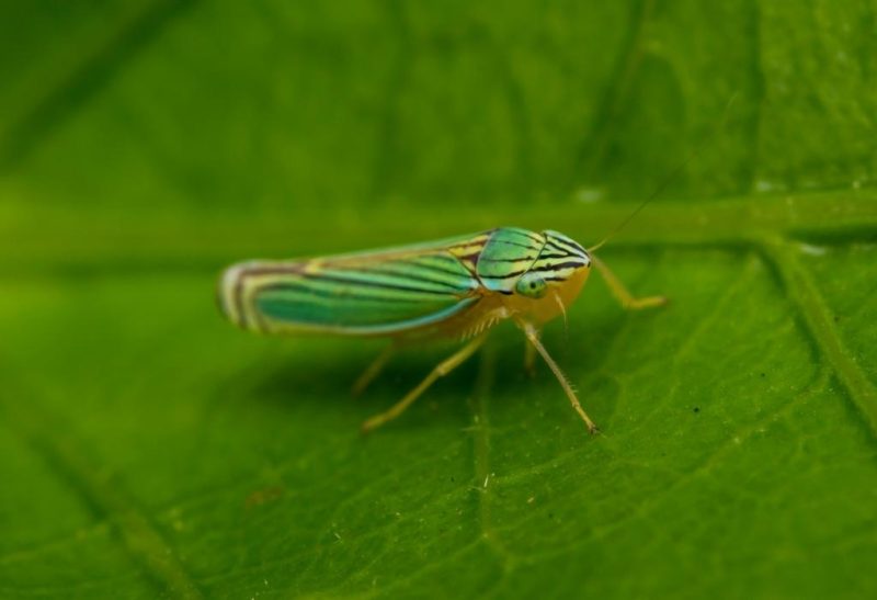 Tiny Green Bugs That Bite
