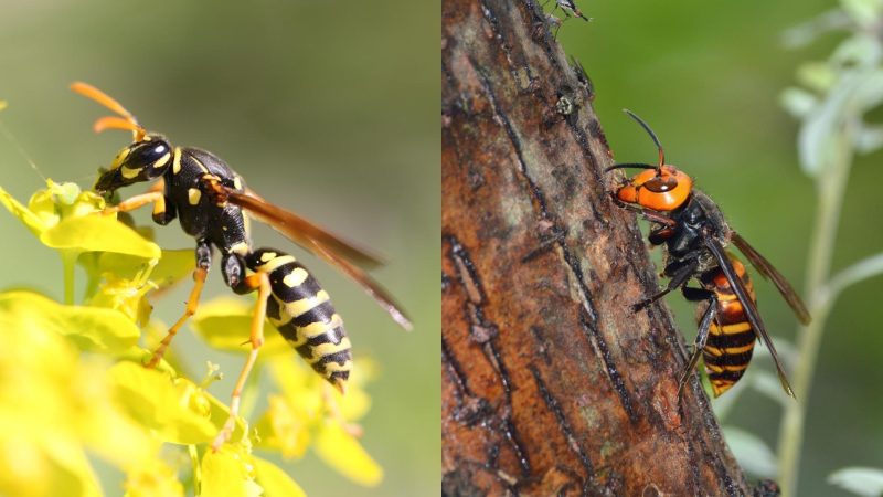 What Are the Similarities and Differences Between Wasps and Hornets
