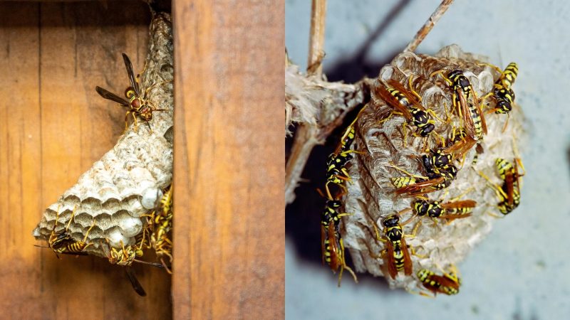 Yellow Jacket Nest vs. Paper Wasp Nest