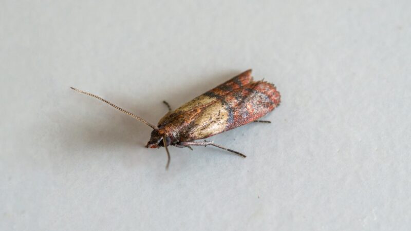 Are Indian Meal Moths Harmful