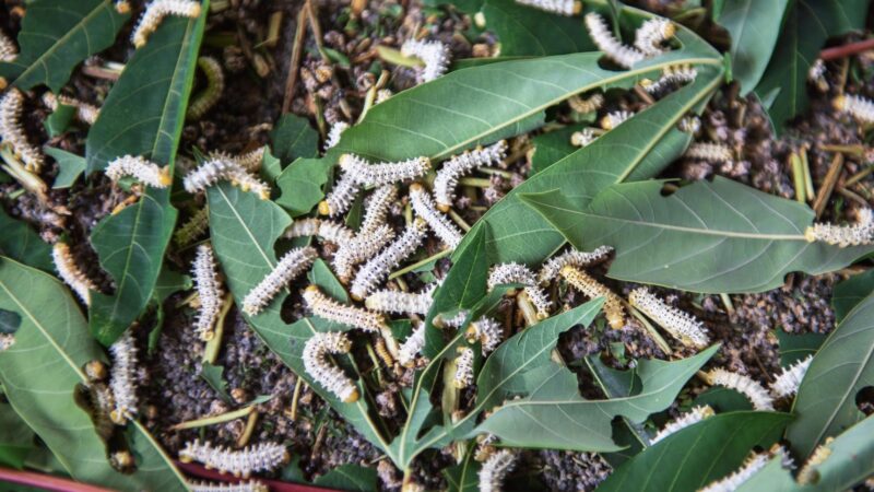 White Worms Crawling Up Walls In Living Room