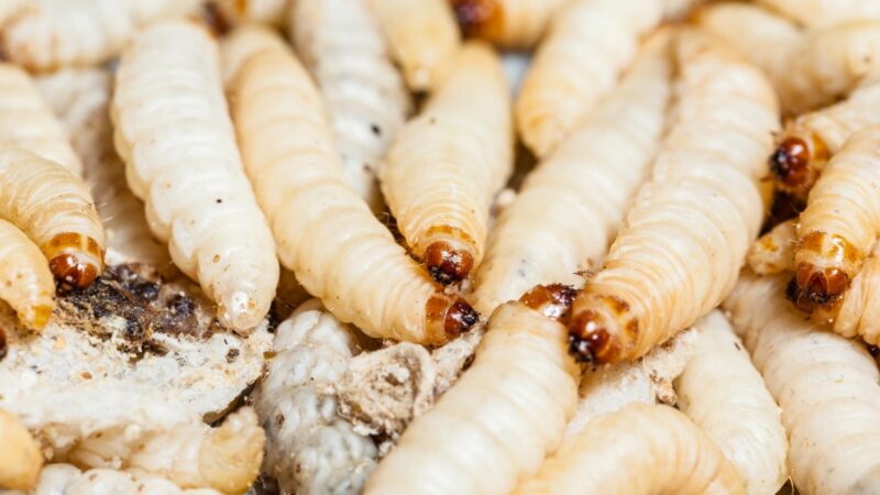 What Causes White Worms in the House