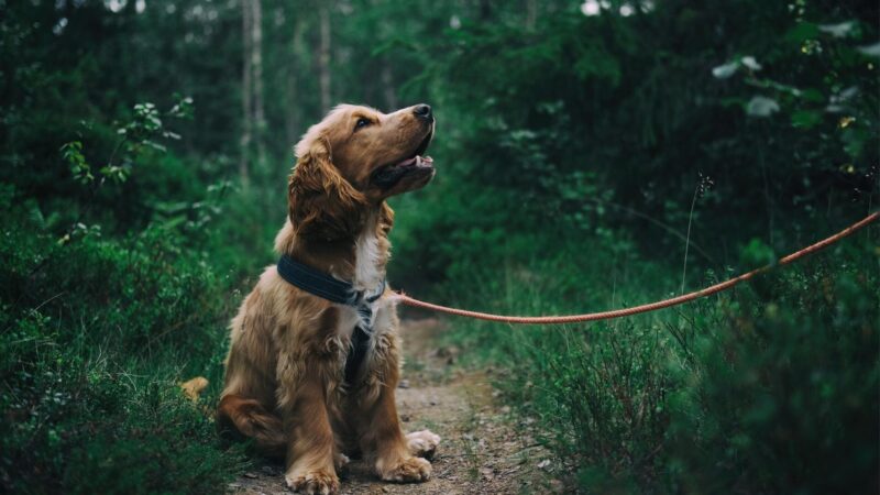 What Would Happen If My Dog Ate Indianmeal Moth Larvae