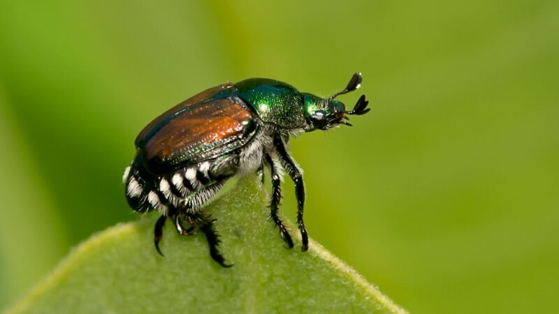 About Japanese Beetles