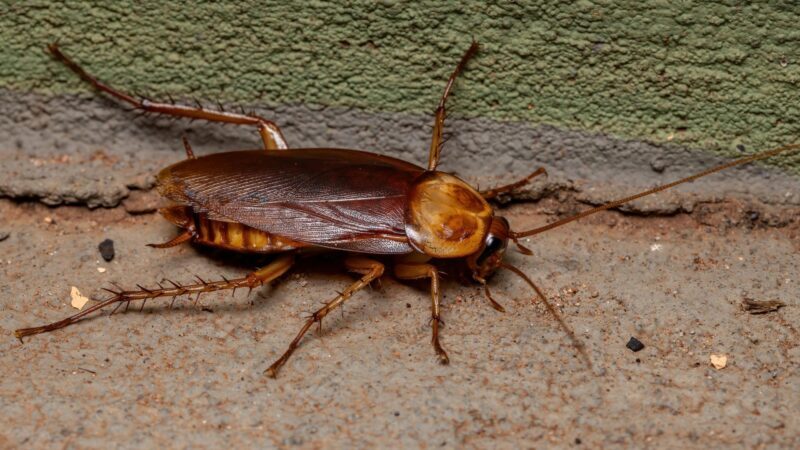 American Cockroach Identification and Life Cycle