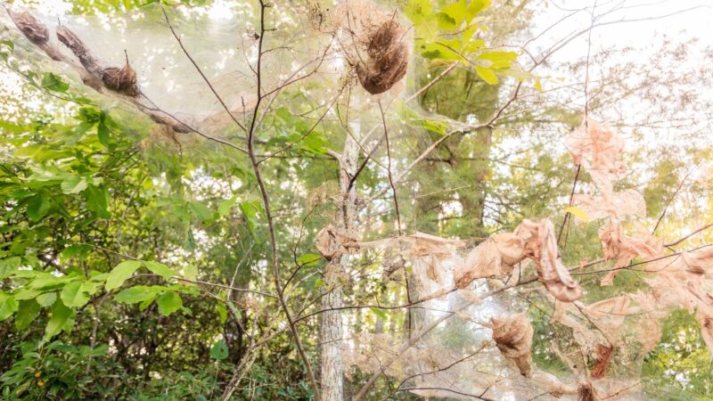 Are Fall Webworm Webs Dangerous for My Trees