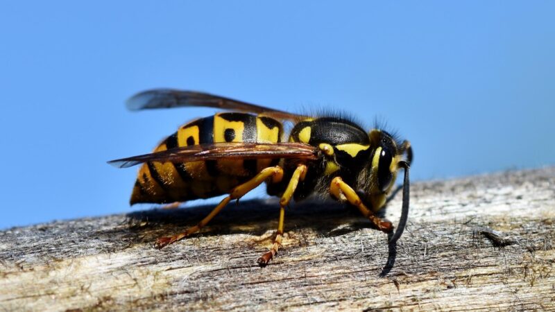 Are Hornet Stings Awful Than Wasps