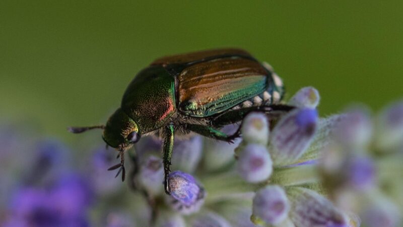 How to Get Rid of Japanese Beetles Naturally? | Identification and ...