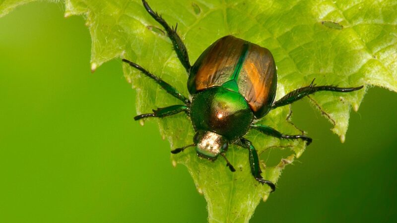 Are Japanese Beetles Harmful