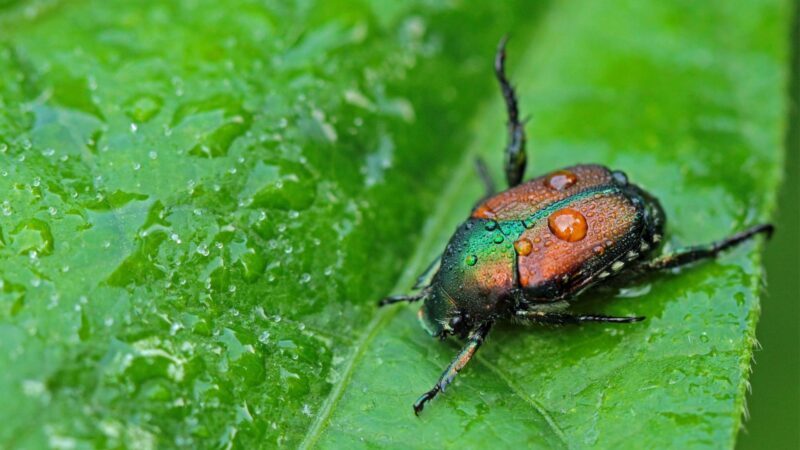 Are Japanese Beetles Invasive