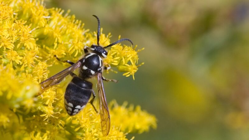 Bald-Faced Hornet