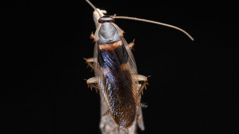 Brown-Banded Cockroach Identification and Life Cycle