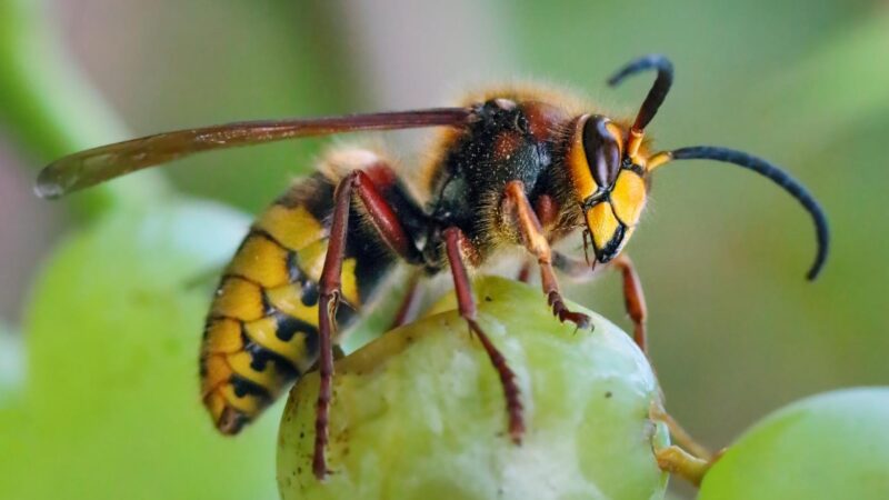 Can European Hornets Kill You