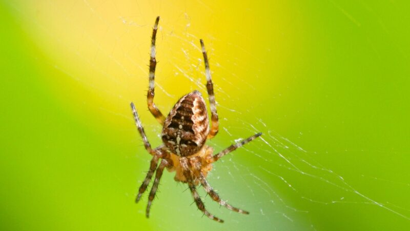 Can Garden Spiders Bite
