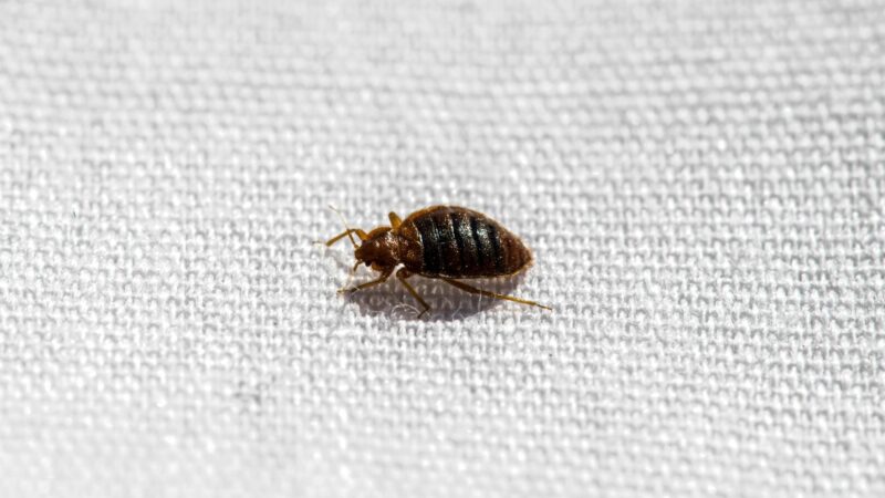 Do Bed Bugs Die Without Food