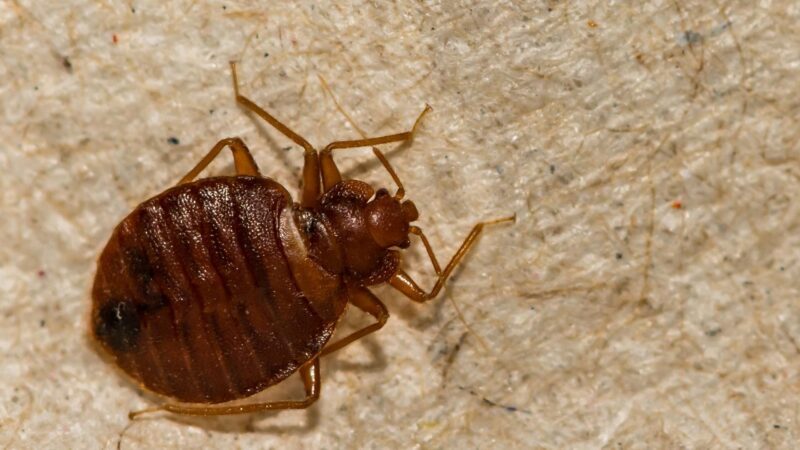 Do Bed Bugs Eat Every Night