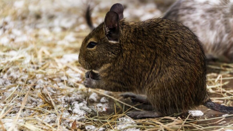 Do Rodents Eat Their Poop