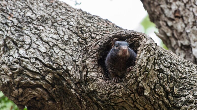 Do Squirrels Make Nests in Trees