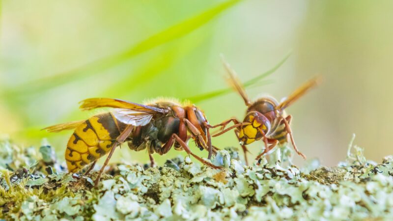 European Hornets