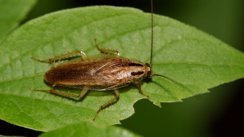 German Cockroach Identification and Life Cycle