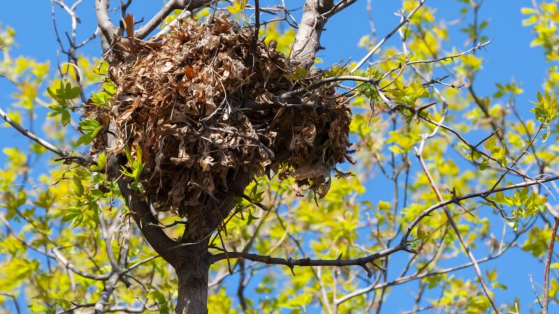 How Do You Find a Squirrel Nest on Trees
