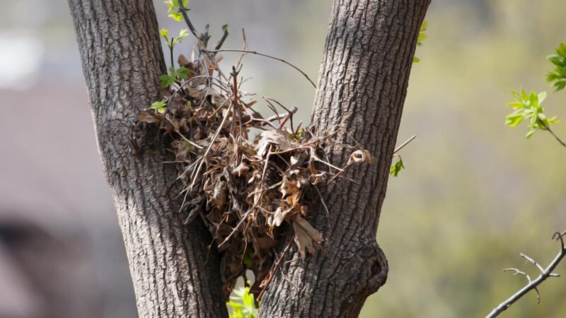 squirrel nest in tree branches