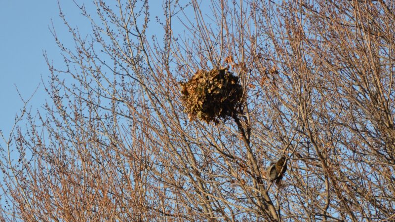 How Is a Squirrel Leaf Nest Constructed
