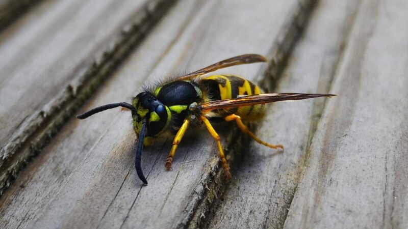 How Long Can a Wasp Live Inside Your House