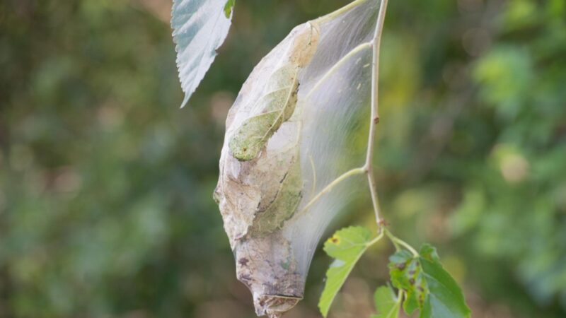 How Long Do Fall Webworms Last