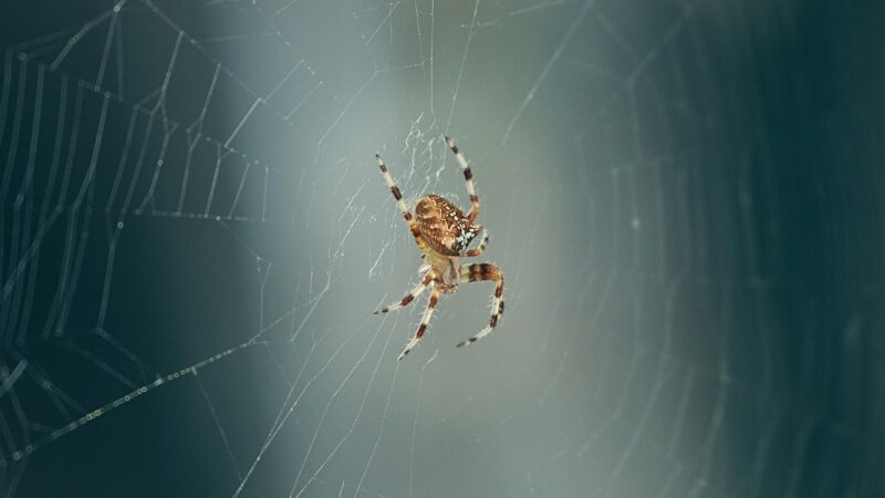 How Long Do Garden Spider Bites Last