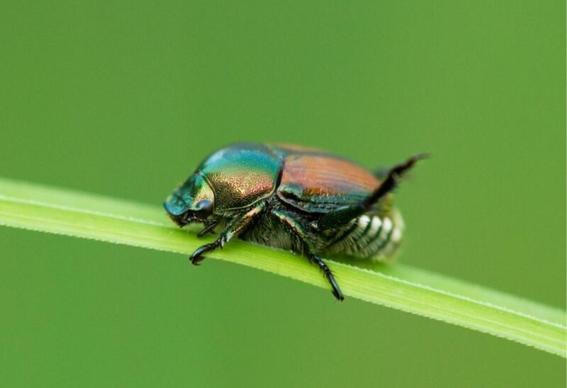 How to Get Rid of Japanese Beetles Naturally