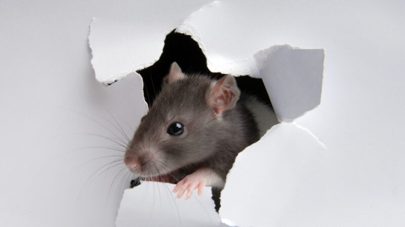 How to Get Rid of Rat Holes