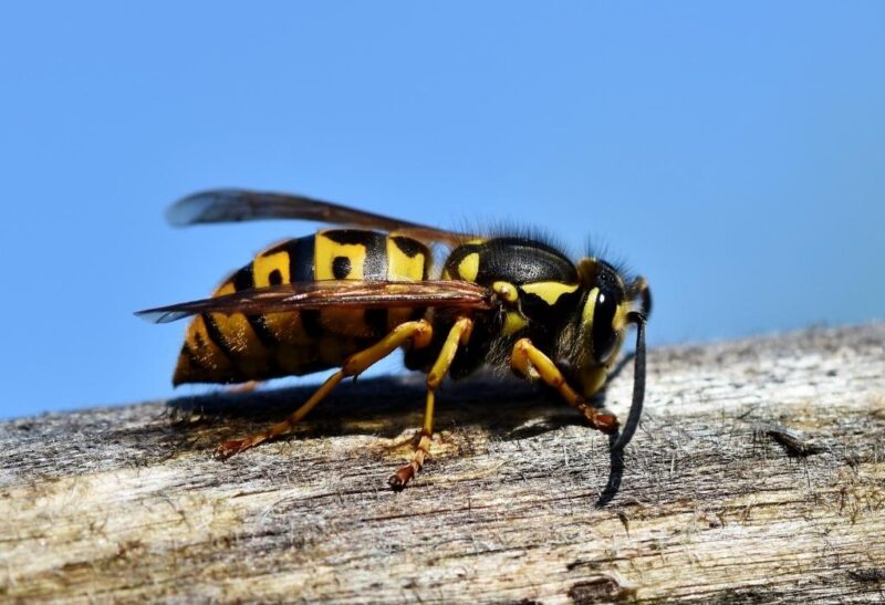 How to Get Rid of Wasps in the House