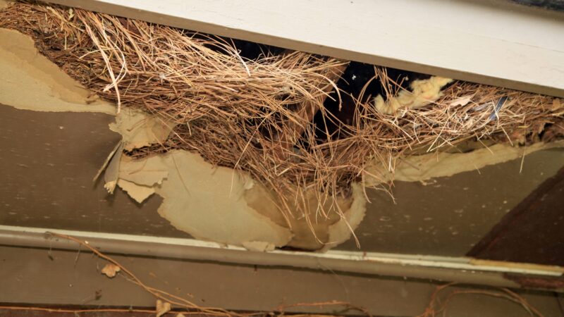 How to Remove a Rat Nest in Your House